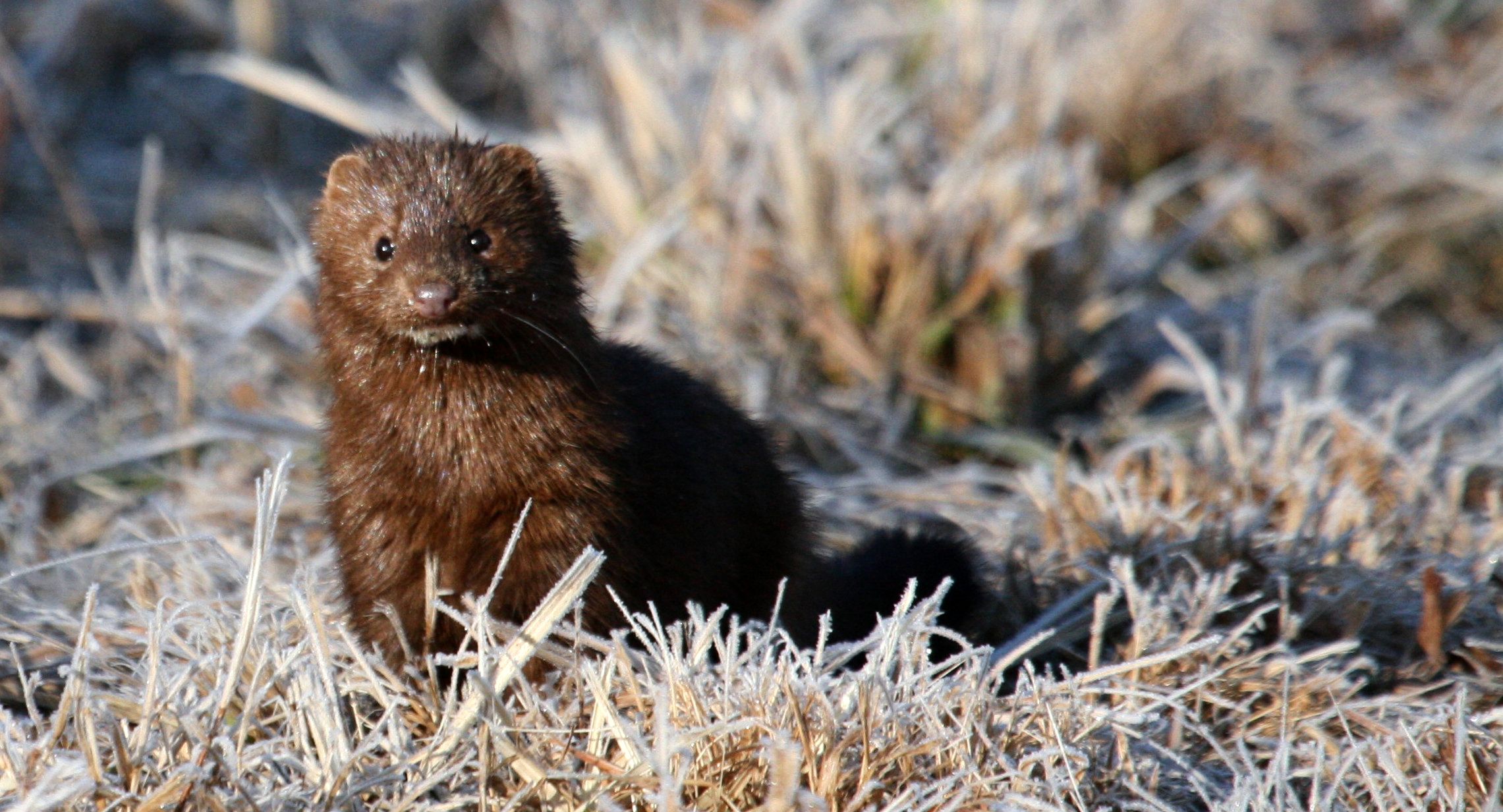 Mink; American Mink; European Mink; Mustela Lutreola; Mustela Macrodon ...